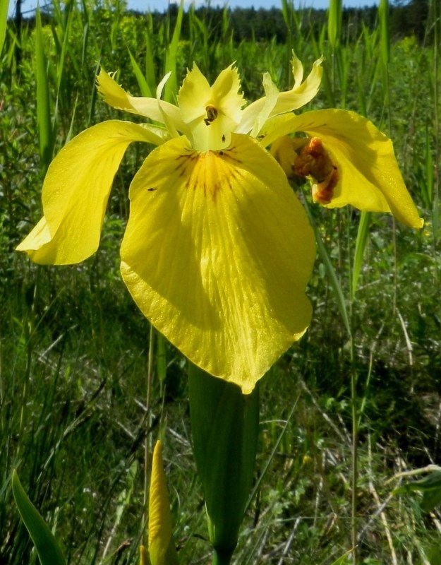 Iris pseudacorus - keltakurjenmiekan kukka on useimmiten noin 80-100 mm leveä. Terälehdettömän kukan näyttävyys syntyy kookkaista kehälehdistä ja terälehtimäisistä luottiliuskoista. Kehälehtiä on kuusi, joista kolme ulompaa ovat alaspäin kaartuvat, vastapuikeahkot ja suorana tavallisesti noin 50-80 mm pitkät ja leveimmältä kohtaa noin 30-40 mm leveät. Sisemmät kehälehdet ovat pystyhköt, kapeat ja yleensä noin 20-30 mm pitkät sekä leveimmältä kohtaa noin 5-8 mm leveät. Yksivartaloinen emi haarautuu kärjestään kolmeen terälehtimäiseen luottiliuskaan. Ne ovat keltaiset, sivulle kaartuvat, päästään yleensä kaksiliuskaiset ja laidoiltaan epäsäännöllisen liuskahampaiset sekä suorana tavallisesti noin 30-40 mm pitkät ja leveimmältä kohtaa noin 10-15 mm leveät. Ne ovat sisempiä kehälehtiä pitemmät. U, Loviisa, Pernaja, Grevböle, Hormnäsfjärdenin Hormvikenin vetinen merenrantaniitty, 20.6.2012. Copyright Hannu Kämäräinen.