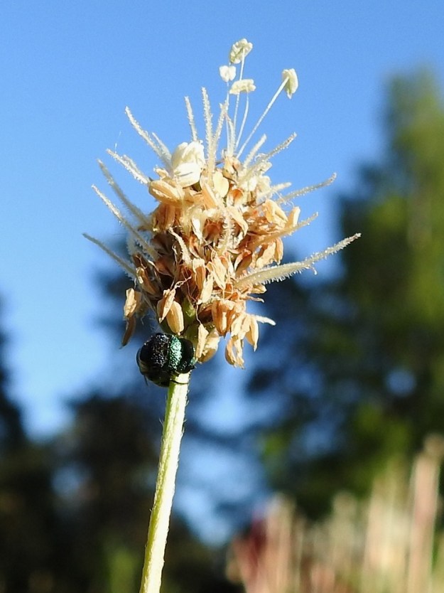 Plantago lanceolata - heinäratamon emit kehittyvät ennen heteitä. Vartalo on noin 4-6 mm pitkä ja valkoisen nukkakarvainen. Luotti on lähes huomaamattomana jatkeena vartalon kärjessä. Tuulipölytteinen kasvi laskee tuulen ja ilmavirtojen kuljetettavaksi suuren määrän siitepölyä, josta valtaosa laskeutuu alas hyödyttömänä ja säilyy maaperässä tai vesistöjen pohjasedimenteissä tuhansia vuosia. Tarpeellinen määrä siitepölystä kuitenkin kulkeutuu jonkin toisen tähkän pörrökarvaisille vartaloille ja luoteille. U, Helsinki, Laajasalo, Gunillantien sorapohjainen piennar Tahvonlahden koulun kohdalla, 31.5.2018. Copyright Hannu Kämäräinen.