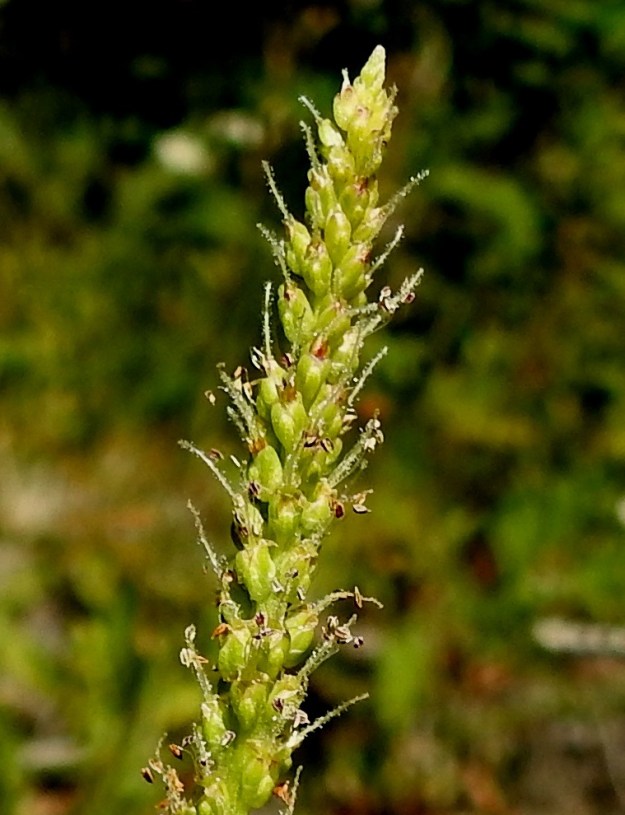 Plantago major subsp. intermedia - rantapiharatamon teriö on yhdislehtinen, neliliuskainen, kalvomainen ja kellanruskehtava sekä tavallisesti noin 2 mm leveä. Teriönliuskat ovat kolmiomaiset, noin 1 mm pitkät ja sivulle siirottavat. Heteitä on neljä. Ne ulkonevat noin 2-4 mm teriöstä. Emi on yksivartaloinen ja -luottinen. Emit kehittyvät ennen heteitä. Vartalo on noin 2-5 mm pitkä ja valkoisen nukkakarvainen. Luotti on lähes huomaamattomana jatkeena vartalon kärjessä. Kuvassa teriöt ja heteet valitettavasti näkyvät huonosti. 18.7.2021. Copyright Hannu Kämäräinen.