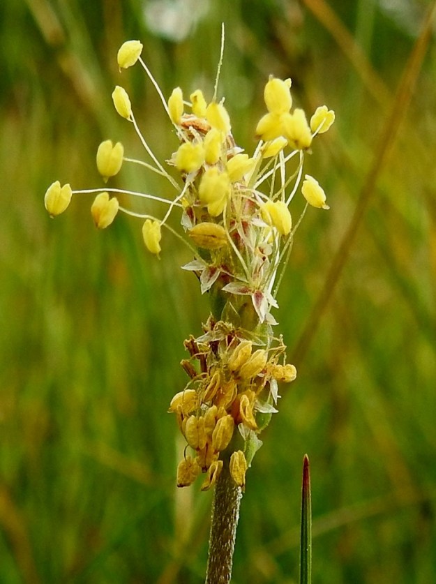 Plantago maritima - meriratamon teriö on yhdislehtinen, neliliuskainen, kalvomainen ja yleensä harmaanvalkoinen, vaihtelevan ruskea tai punertava sekä tavallisesti noin 2-3 mm leveä. Kuvassa teriöt näkyvät parhaiten tähkän kärkiosassa. Teriönliuskat ovat puikeat, teräväkärkiset, noin 1,2-1,5 mm pitkät ja leveimmältä kohtaa noin 0,6-1 mm leveät sekä sivulle tai usein alaviistoon siirottavat. A, Lemland, Nåtö, saaren pohjoisosan luonnonsuojelualue, itäosa, laajahkon lahdelman leveä rantaniittykaista, joka aika ajoin vetinen, 18.6.2023. Copyright Hannu Kämäräinen.