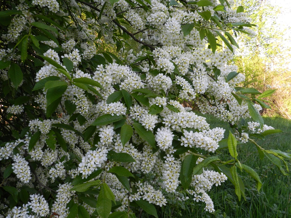 Prunus padus subsp. padus - etelänlehtotuomen pääkukinta ajoittuu Etelä-Suomessa noin toukokuun puolesta välistä kesäkuun alkupäiviin saakka riippuen paljon kevään säistä. Pohjoisempana pääkukinta on yleensä kesäkuun puolella. Lajin kasvupaikkoina ovat lähinnä lehdot ja muut rehevät sekametsät, rantametsät ja -pensaikot, purojen varret, metsänlaiteet ja peltoalueiden reunat. EH, Hattula, Rahkoila, Vanajaveden Koreilanlahden rantaniittyalueen ja peltoalueen raja, 23.5.2012. Copyright Hannu Kämäräinen.