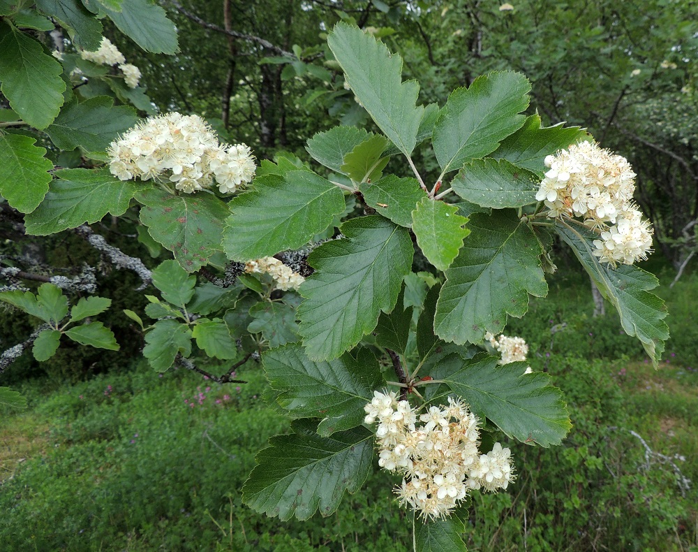 Scandosorbus intermedia - ruotsinpihlajan lehtilapa on liuskainen mutta ehyt. Suomen kolme luonnonvaraista pihlajalajia on varsin helppoa tunnistaa juuri lehtien liuskaisuuden perusteella. Toisin on Norjassa, jossa ruotsinpihlajan lisäksi kasvaa kymmenen varsin samankaltaista luontaista pihlajalajia, joista valtaosa on rajoittunut Norjaan ja suuri osa sielläkin vain suppeille alueille. Tämä johtuu näiden lajien pääosin suvuttomasta eli apomiktisesta lisääntymistavasta. Emokasvista kehittyvät taimet ovat tämän klooneja, mikä mahdollistaa pientenkin, aikanaan syntyneiden lajierojen säilymisen sukupolvesta toiseen. 13.6.2014. Copyright Hannu Kämäräinen.