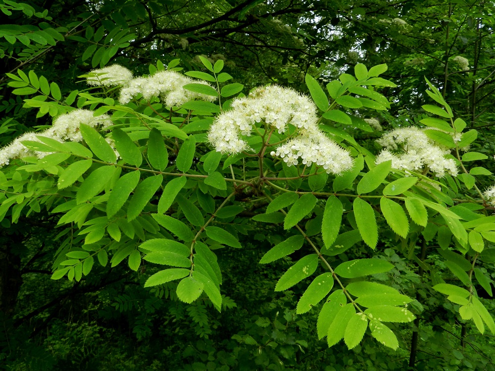Sorbus aucuparia ssp. aucuparia - etelänkotipihlajan lehtilavassa on ruodittomia lehdykkäpareja tavallisesti kuudesta kahdeksaan. Kärkilehdykkä on malliltaan sivulehdyköiden kaltainen eikä ole muita isompi. Lehtiruoti on yleensä noin 1,5-3.5 cm pitkä. EH, Hämeenlinna, Keinusaari, Varikonniemen tyvi radan varressa, metsikköalueen laide, 9.6.2012. Copyright Hannu Kämäräinen.