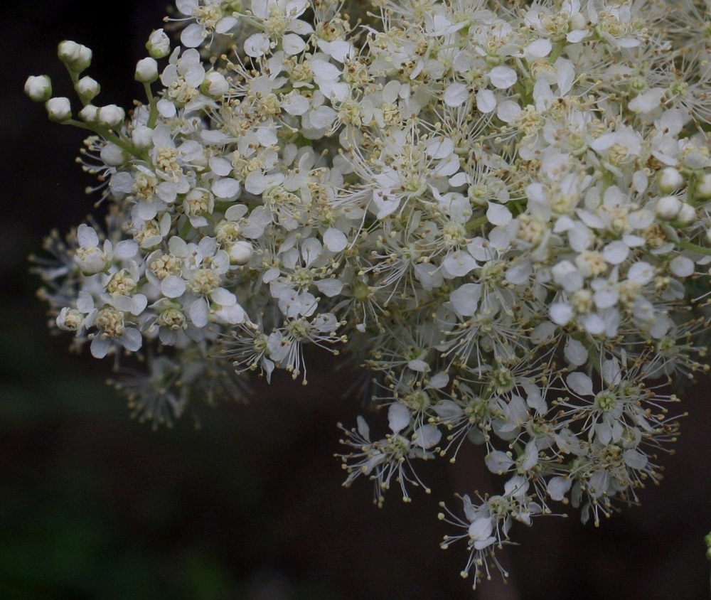 Filipendula ulmaria - (niitty)mesiangervon kukassa on 20-40 hedettä. Niiden palhot ovat valkoiset ja noin 3-4 mm pitkät. Emejä on kiehkuramaisesti 6-12, ja niiden vartalo on noin 0,5-0,7 mm pitkä. Verhiö on helpointa erottaa nuppuvaiheisesta kukasta (kuvan vasen ylälaita). Verholehtiä on viisi. Ne ovat kolmiomaiset, kukintavaiheessa taakäänteiset ja noin 1-1,5 mm pitkät ja tyveltään noin 1 mm leveät. Kukkaperän pituus kukinnossa vaihtelee ollen noin 1-7 mm pitkä. EH, Hämeenlinna, Majalahti, Hirsimäki, Näsiäntien ja maakaasulinjan välinen, rehevä metsäalue, 22.7.2009. Copyright Hannu Kämäräinen.