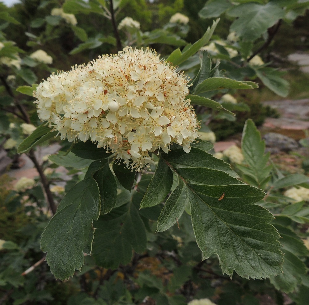 Hedlundia hybrida - suomenpihlajan kukinto on hyvin tiheä ja yleensä noin 6-10 cm leveä. Kukinnon alimmat tukilehdet ovat muiden kasvulehtien kaltaiset. A, Lemland, Järsö, Lilla Björkö -niemen eteläpää, Söderfjärden-merenlahden rantakallioalue, 9.6.2014. Copyright Hannu Kämäräinen.