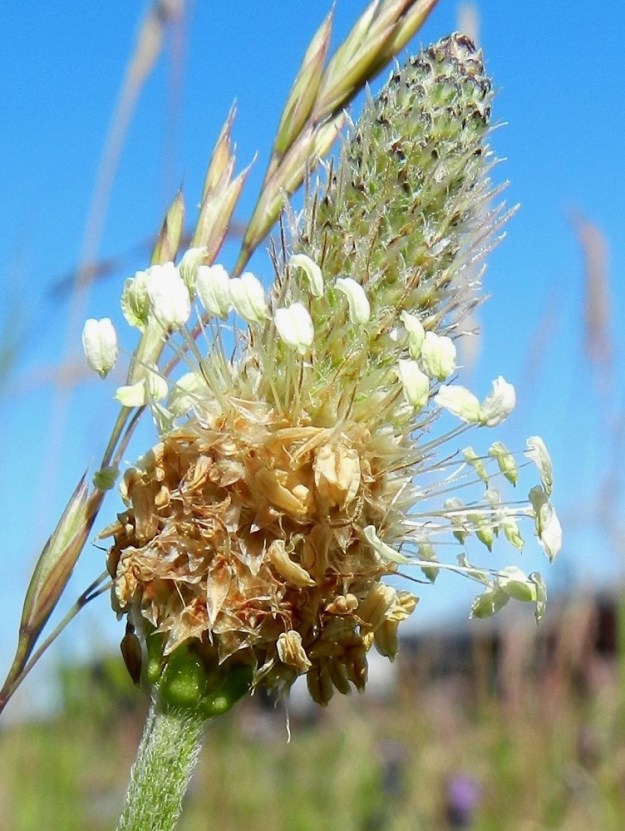 Plantago lanceolata - heinäratamon aktiivinen hedekukinto-osuus on kerrallaan kapea rengas, joka etenee tähkää ylöspäin. Alapuolelle jäävät teriöt ja kuihtuneet heteet ja emin vartalot. Yläpuolella ovat nuppuiset kukat, joissa vartalot luotteineen ovat jo aktivoituneet. Kukkien tukilehdistä ja verhiöstä näkyy nuppuisessa tähkässä vain tummia kärkiä ja verhiönliuskojen ripsikarvoitusta. Parhaiten puikean kolmiomaiset, kuperat ja noin 3-4 mm pitkät tukilehdet ovat näkyvillä tähkän alimmaisten kukkien alapuolella. Kuvassa on nähtävissä myös kukintovanan valkoinen myötäkarvaisuus. St, Pori, Reposaari, koillisrannan satamakenttäalue, joka vanhaa purjelaivojen painolastialuetta, 19.7.2012. Copyright Hannu Kämäräinen.