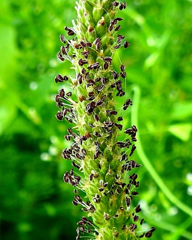 Plantago major subsp. major - kyläpiharatamon kukassa on neljä hedettä. Ne ulkonevat noin 2-4 mm teriöstä. Palhot ovat hennot ja valkoiset. Ponnet ovat noin 0,8-1 mm pitkät, aluksi sinipunaiset, sitten keltaiset ja lopulta ruskeat. U, Helsinki, Kulosaari, länsipää, Hopeasalmenranta-tien alkupään laide, 24.6.2024. Copyright Hannu Kämäräinen.