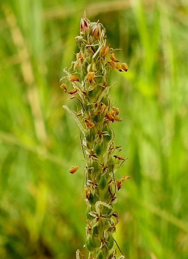Plantago maritima - meriratamon emi on yksivartaloinen ja -luottinen. Emit kehittyvät ennen heteitä. Vartalo on lopulta noin 5-7 mm pitkä ja valkoisen nukkakarvainen. Luotti on lähes huomaamattomana jatkeena vartalon kärjessä. U, Espoo, Hyljelahti, Suomenojan sataman länsipuolinen merenranta-alue, laaja, vaihtelevasti märkä merenrantaniitty, 27.6.2021. Copyright Hannu Kämäräinen.