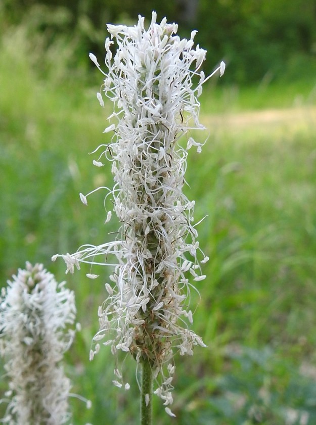 Plantago media - soikkoratamon heteet voivat olla myös kokonaan valkoiset. A, Finström, Bastö, koilliskulma, Ekudden, tammi- ja saarnivaltainen niemi, 18.6.2023. Copyright Hannu Kämäräinen.