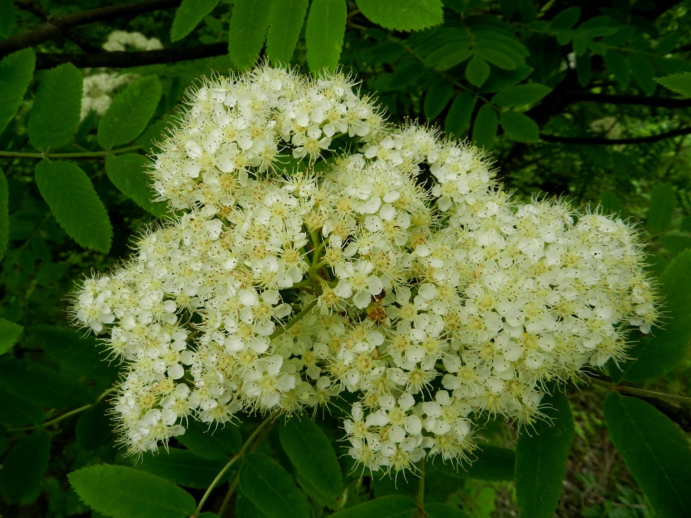 Sorbus aucuparia ssp. aucuparia - etelänkotipihlajan kukinto on hyvin tiheä ja yleensä noin 8-10 cm leveä. Teriö on säteittäinen, valkoinen ja tavallisesti noin 8-11 mm leveä. EH, Hämeenlinna, Keinusaari, Varikonniemen tyvi radan varressa, metsikköalueen laide, 9.6.2012. Copyright Hannu Kämäräinen.