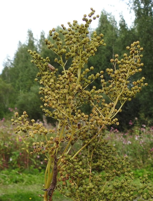 Filipendula ulmaria - mesiangervon kukinnon kerrannainen huiskilorakenne tulee parhaiten esille hedelmävaiheessa. Valtaosa tuoksuvista mutta medettömistä kukista kehittyy pähkylöiksi. Tämä johtunee hyönteispölytystä täydentävästä tuulipölytyksestä. Kauempaa hedelmystöt näyttävät yhtenäisen pyöreähköiltä ja ovat aluksi kellanvihreät. EH, Hämeenlinna, Loimalahti, Kuokkamaa, avoin sähkölinjakaista lähellä Myllyojan puron rantaa, 21.8.2021. Copyright Hannu Kämäräinen.
