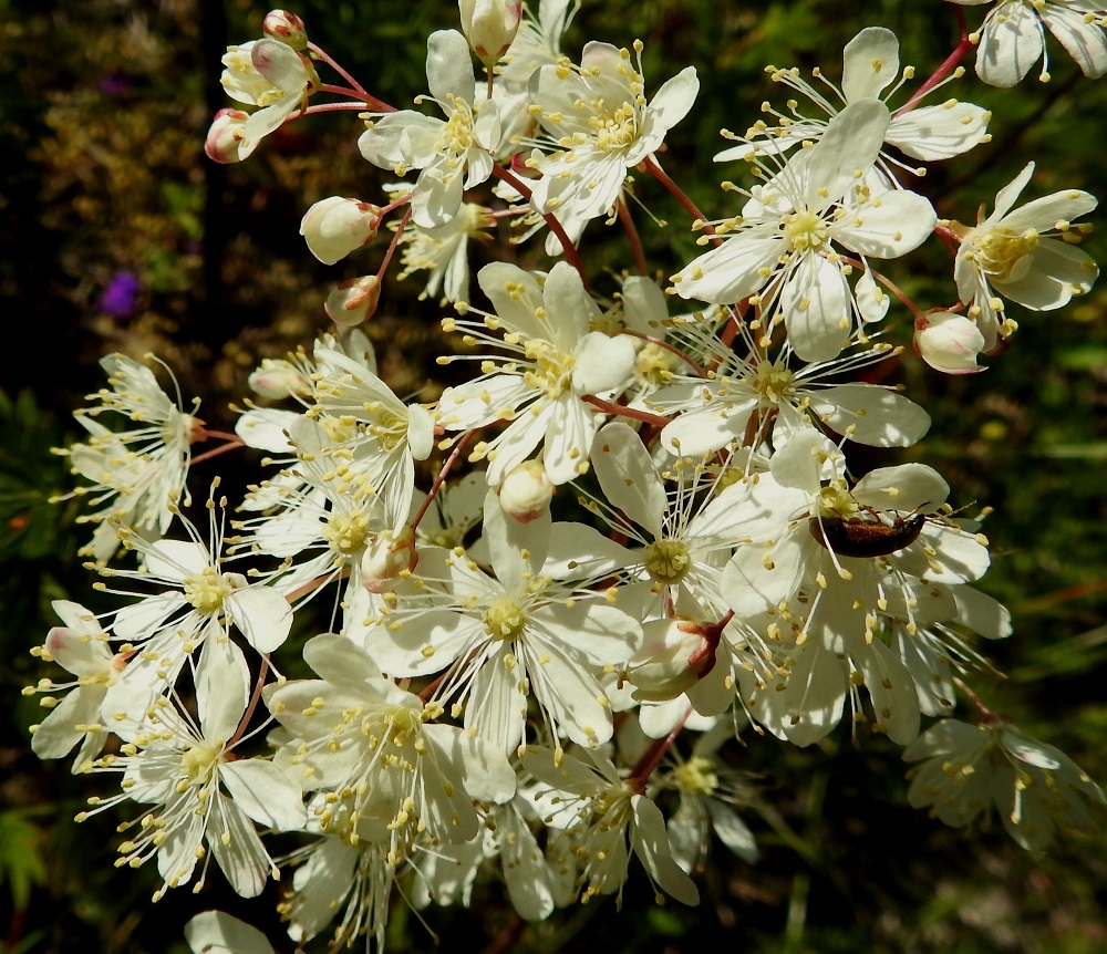 Filipendula vulgaris - sikoangervon terälehdet ovat kärkiosastaan lähinnä pitkulaisen soikeat ja tyviosastaan jyrkästi kynneksi kapenevat. Pituutta niillä on tyviosan kanssa tavallisesti noin 5-7 mm ja leveyttä leveimmältä kohtaa noin 2-3 mm. Heteitä on 20-40, ja ne ovat suunnilleen terälehtien mittaiset. Emejä on kiehkuramaisesti 6-12, ja niiden vartalo on noin 1,5-2 mm pitkä. A, Lemland, eteläpää, Björkö, Herröskatanin luonnonsuojelualue, keskiosan kallioketoalue, 10.7.2017. Copyright Hannu Kämäräinen.