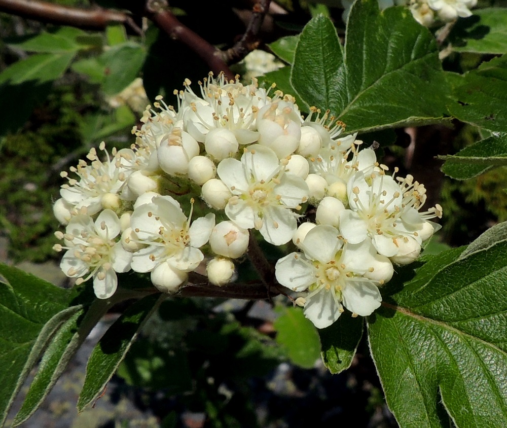 Hedlundia hybrida - suomenpihlajan teriö on säteittäinen, valkoinen ja yleensä noin 13-15 mm leveä. Terälehtiä on useimmiten viisi. Ne ovat kärkiosastaan leveät ja tasaisen pyöreäpäiset sekä kapenevat jyrkästi kiilamaisesti suippenevaksi tyviosaksi eli kynneksi. Pituutta niillä on kynnen kanssa tavallisesti noin 6-7 mm ja leveyttä leveimmältä kohtaa noin 4-5 mm. A, Lemland, eteläpää, Björkö, Herröskatanin luonnonsuojelualue, niemen kivikkoinen merenrantakallioalue lähellä lintutornia, 8.6.2014. Copyright Hannu Kämäräinen.