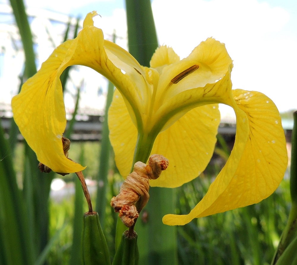 Iris pseudacorus - keltakurjenmiekan kukan kehälehtien tyvi on kapean torvimainen ja noin 10-15 mm pitkä. Heteiden palho on keltainen ja noin 15 mm pitkä ja ponsi on ruskea ja yleensä noin 12-13 mm pitkä. EH, Hämeenlinna, Puistonmäki, Vanajaveden länsiranta rautatiesillan vieressä, 21.6.2013. Copyright Hannu Kämäräinen.