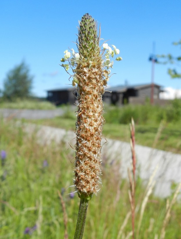 Plantago lanceolata - heinäratamon monimuotoisuus näkyy selkeästi tähkien mallissa. Palleroinen tähkä ei välttämättä pitene ollenkaan kukinnan edetessä, jolloin kukinta-aika on lyhyt. Lieriömäiseksi pitenevä tähkä kukkii kauan ja kukintavyöhykkeen alapuolelle jäävät satojen kukkien läpikuultavan kalvomaiset teriöt vielä kuihtumattomina. Kukintotähkän pituuden vaihteluväli on yleensä noin 0,5-5 cm. Leveyttä tähkällä on ilman heteitä noin 7-15 mm. Kukintovana on särmikäs. St, Pori, Reposaari, koillisrannan satamakenttäalue, joka vanhaa purjelaivojen painolastialuetta, 19.7.2012. Copyright Hannu Kämäräinen.