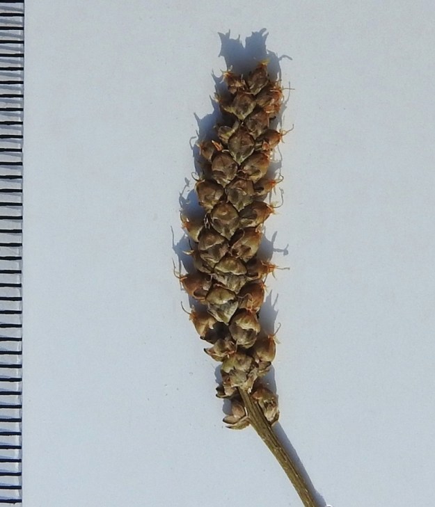 Plantago major subsp. intermedia - rantapiharatamon kota on melkein munanmuotoinen, pyöreähköpäinen ja kypsänä ruskehtava. Se on yleensä noin 4-4,5 mm pitkä ja noin 2-2,3 mm leveä, hieman kyläpiharatamon, subsp. major, kotaa kookkaampi. A, Eckerö, Björnhuvud, Storgrundet-saaret, saarista pienempi, kivikkoinen merenrantaruohikko, 16.7.1988. Kuva näytteestä, copyright Hannu Kämäräinen.