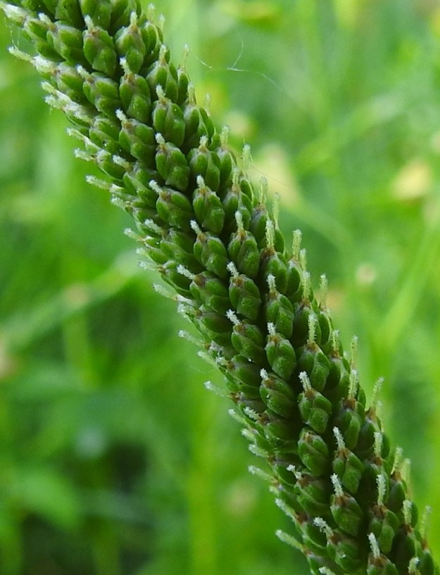Plantago major subsp. major - kyläpiharatamon emi on yksivartaloinen ja -luottinen. Vartalo on noin 2 mm pitkä ja valkoisen nukkakarvainen. Luotti on lähes huomaamattomana jatkeena vartalon kärjessä. Kukat ovat tähkässä kierteisesti. Ne ovat perättömiä ja sijaitsevat yksittäin tukilehden hangassa. Tukilehti on puikeansoikea, möyheä, kupera ja kalvoreunainen sekä noin 2-2,5 mm pitkä ja noin 1-1,5 mm leveä. Verholehtiä on neljä. Ne ovat lähinnä puikeansoikeat, kuperat, leveän kalvolaitaiset ja tyveltään yhdiskasvuiset sekä noin 2 mm pitkät ja noin 1-1,5 mm leveät. U, Helsinki, Kulosaari, länsipää, Hopeasalmenranta-tien alkupään laide, 24.6.2024. Copyright Hannu Kämäräinen.