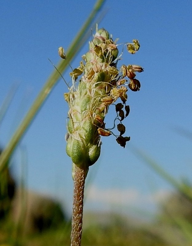 Plantago maritima - meriratamon kukat ovat perättömiä ja sijaitsevat yksittäin tukilehden hangassa. Tukilehti on puikeahko, suippokärkinen, möyheä ja hyvin kupera, köliselkäinen sekä kalvoreunainen. Se on vihreä tai ruskehtava ja ulkopinnaltaan tiheästi lyhytnystyinen sekä noin 2-3 mm pitkä ja noin 1,5 mm leveä. Kuvassa tukilehdet näkyvät parhaiten tähkän tyvellä. U, Hanko, Hangonkylä, Lillmärsan, uimaranta-alueen itäpuolen kallioinen ja kivikkoinen merenrantaniitty, 11.6.2021. Copyright Hannu Kämäräinen.