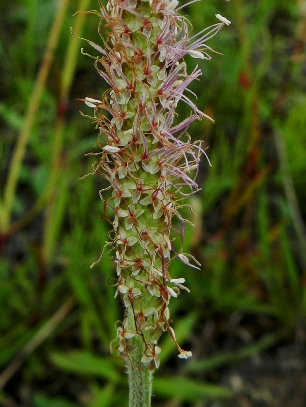 Plantago media - soikkoratamon teriö on yhdislehtinen, neliliuskainen, kalvomainen ja yleensä harmaanvalkoinen sekä tavallisesti noin 3-4 mm leveä. Teriönliuskat ovat puikean tai kapeanpuikean kolmiomaiset, sivulle siirottavat ja noin 1,5-2 mm pitkät sekä leveimmältä kohtaa noin 0,7-1 mm leveät. EH, Hämeenlinna, Sairio, Sairionranta, Vanajaveden rantaa kulkevan ulkoilureitin ja rata-alueen välinen niitty- ja ketokaista, 25.6.2011. Copyright Hannu Kämäräinen.