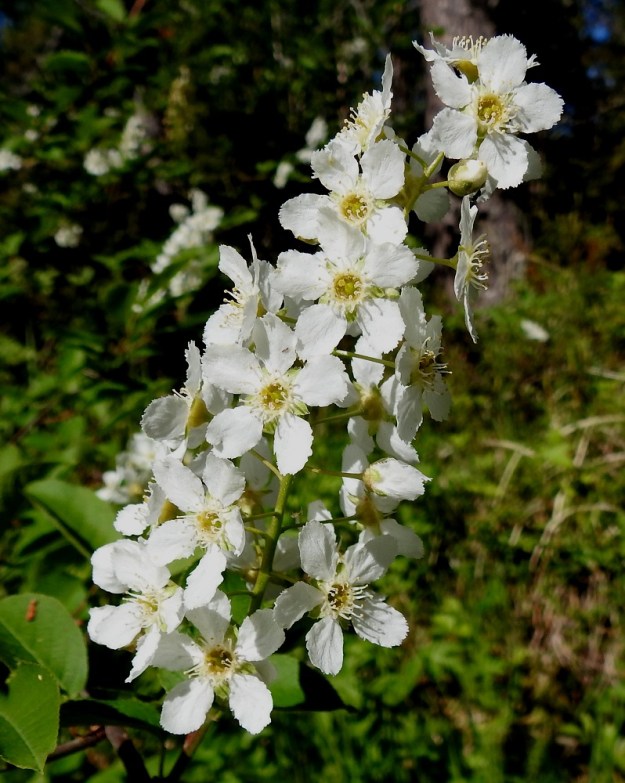 Prunus padus subsp. padus - etelänlehtotuomen kukat ovat tertussa yksittäin. Teriö on säteittäinen, valkoinen ja yleensä noin 10-15 mm leveä. Terälehtiä on viisi. Ks, Kuusamo, Juuma, Kitkajoen eteläpuoli Aallokkokosken kohdalla, Jyrävälle vievän polun varsi, kallioinen metsämaasto, 15.6.2019. Copyright Hannu Kämäräinen.