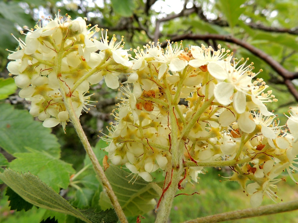 Scandosorbus intermedia - ruotsinpihlajan kukintohaarat ja kukkaperät ovat tukilehdelliset ja vaaleakarvaiset. Tukilehdet ovat rihmamaisen kapeat, noin 5-10 mm pitkät ja noin 0,5-1 mm leveät sekä jo kukkien nuppuvaiheessa kuivuneen ruskeat ja aikaisin karisevat. Kukkaperä on useimmiten noin 5-10 mm pitkä. 13.6.2014. Copyright Hannu Kämäräinen.