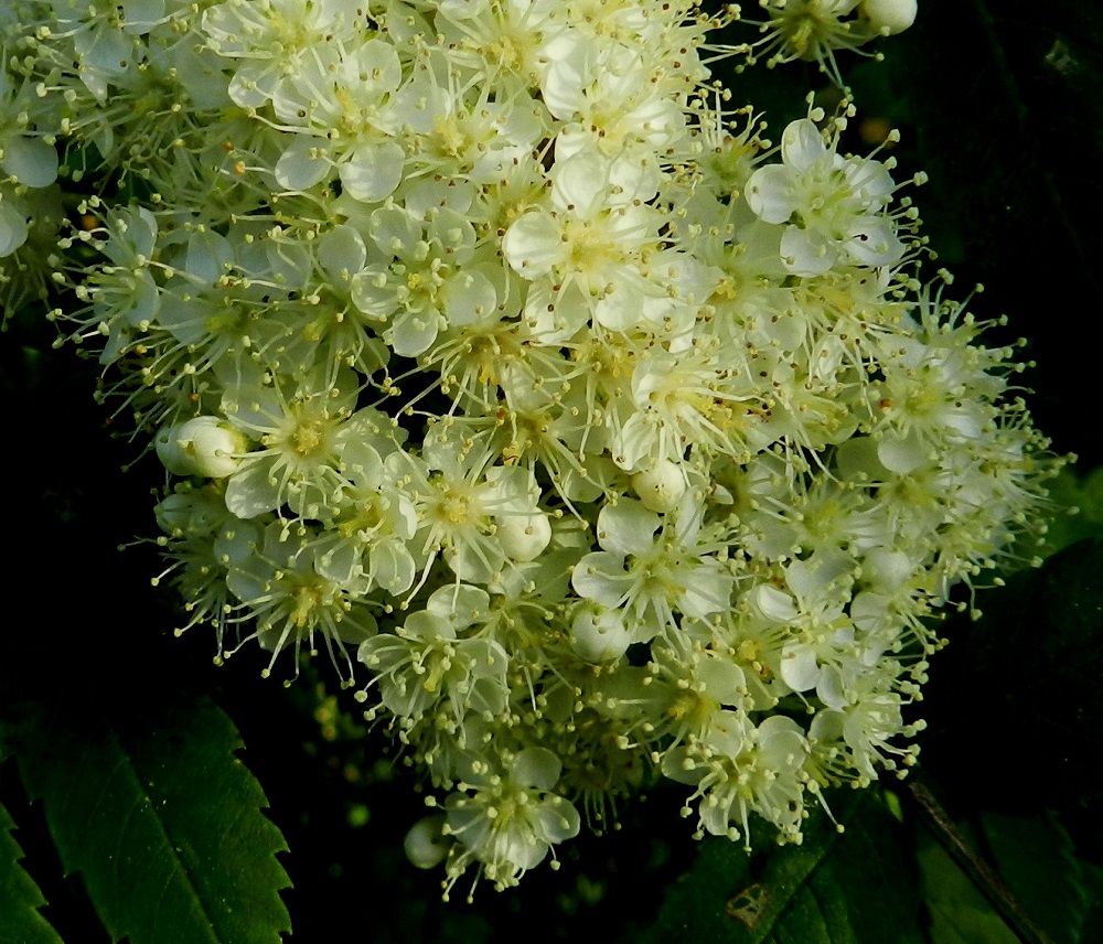 Sorbus aucuparia ssp. aucuparia - etelänkotipihlajan kukassa on useimmiten viisi terälehteä. Ne ovat kärkiosastaan leveät ja tasaisen pyöreäpäiset sekä kapenevat kohtisuoraan kiilamaisesti suippenevaksi tyviosaksi eli kynneksi. Pituutta niillä on kynnen kanssa tavallisesti noin 4-5 mm ja leveyttä leveimmältä kohtaa noin 3-4 mm. Heteitä on 15-25. Ne ovat noin 3-5 mm pitkät. Emin vartaloita on kolme tai neljä, ja ne ovat luotteineen noin 1-1,5 mm pitkiä. U, Hanko, Täktom, etelärannikko, Långören, niemeen johtavan kapean hiekkakannaksen eteläpää Kattrumpan-merenlahden rannan tuntumassa, 18.6.2012. Copyright Hannu Kämäräinen.