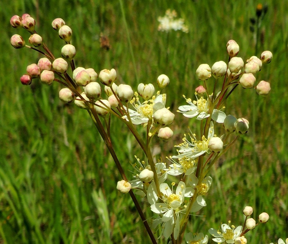 Filipendula vulgaris - sikoangervon kukintohaarat ja kukkaperät ovat kaljut. Kukkaperän pituus kukinnossa vaihtelee noin yhdestä kahdeksaan millimetriin. Verholehtiä on viidestä kahdeksaan, yleisimmin kuitenkin kuusi. Ne ovat kapeanpuikeat tai pitkulaiset, pyöreähköpäiset ja kukintavaiheessa taakäänteiset sekä tavallisesti noin 1,5-2 mm pitkät ja tyveltään noin 1 mm leveät. A, Jomala, Möckelö, Hammarlandsvägenin (tie 1) laitarinne liikenneympyrän lounaispuolella, 14.6.2014. Copyright Hannu Kämäräinen.