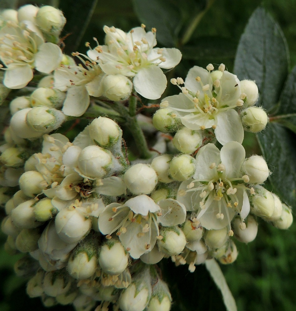 Hedlundia hybrida - suomenpihlajan kukassa on 15-25 hedettä. Niiden palhot ovat valkoiset ja noin 3-6 mm pitkät, ja ponnet ovat noin 0,8-1 mm pitkät. Emin vartaloita on useimmiten kaksi. Luotti on pyöreän nuppimainen. Vartalo luotteineen on noin 2-3 mm pitkä. A, Finström, Godby, Getavägenin (tie 4) varsi hieman kylän luoteispuolella, 30.5.2013. Copyright Hannu Kämäräinen.