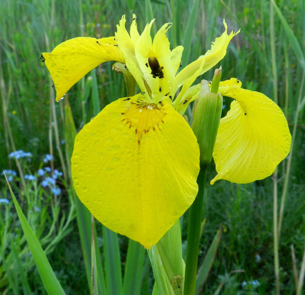 Iris pseudacorus - keltakurjenmiekastakin löytää toisinaan ihan etsimättä poikkeavia erikoisuuksia. Kuvan kukka on kasvattanut paksuudeltaan noin kolme kertaa normaalia vankemman ponnen kukan ainoaan keskellä olevaan heteeseen. Kovasti se tuntuu houkuttelevan ainakin pieniä siivekkäitä. U, Loviisa, Pernaja, Grevböle, Hormnäsfjärdenin Hormvikenin vetinen merenrantaniitty, 20.6.2012. Copyright Hannu Kämäräinen.