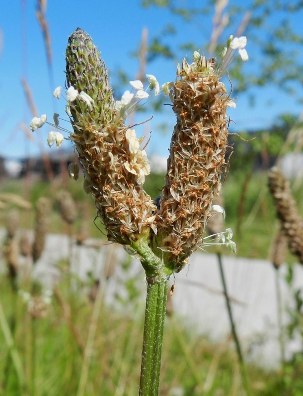 Plantago lanceolata - heinäratamon monimuotoisuutta lienee sekin, että joskus harvoin yksitähkäisen vanan kärkeen haarautuu toinenkin samankokoinen kukintotähkä. St, Pori, Reposaari, koillisrannan satamakenttäalue, joka vanhaa purjelaivojen painolastialuetta, 19.7.2012. Copyright Hannu Kämäräinen.
