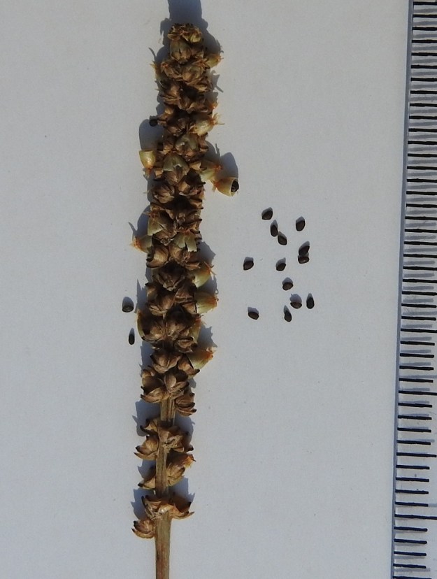 Plantago major subsp. intermedia - rantapiharatamon kota avautuu suoraan poikittain keskikohdan alapuolelta, verhiönkärkiä alempaa. Siemeniä on 12-30. Ne ovat soikeahkot tai hieman kulmikkaat, ruskeat ja 0,9-1,3 mm pitkät sekä 0,5-0,7 mm leveät. Siemeniä on noin tuplamäärä kyläpiharatamon kodan siemenmäärään verrattuna, ja ne ovat hieman nimialalajin siemeniä pienemmät. A, Eckerö, Björnhuvud, Storgrundet-saaret, saarista pienempi, kivikkoinen merenrantaruohikko, 16.7.1988. Kuva näytteestä, copyright Hannu Kämäräinen.