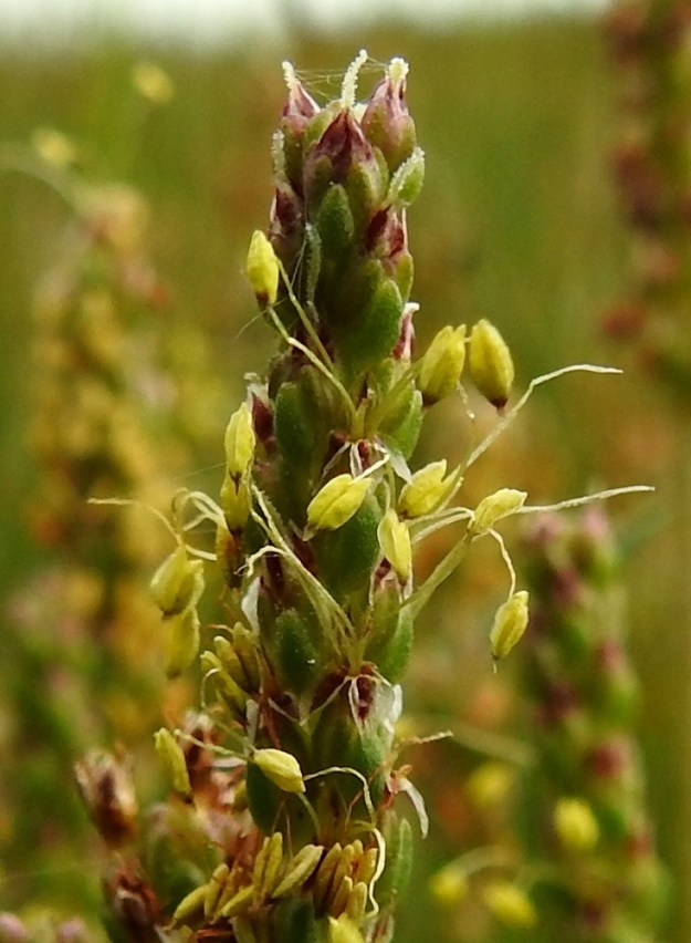 Plantago maritima - meriratamon kukassa on neljä verholehteä. Ne ovat lähinnä puikeansoikeat, kuperat, pyöreä- tai tylppäpäiset ja kalvolaitaiset sekä tyveltään yhdiskasvuiset. Pituutta niillä on noin 2 mm ja leveyttä noin 1-1,5 mm. A, Lemland, Nåtö, saaren pohjoisosan luonnonsuojelualue, itäosa, laajahkon lahdelman leveä rantaniittykaista, joka aika ajoin vetinen, 18.6.2023. Copyright Hannu Kämäräinen.