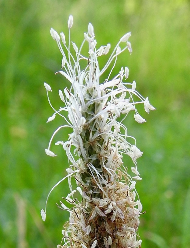 Plantago media - soikkoratamon kukassa on neljä hedettä. Ne ulkonevat noin 7-10 mm teriöstä. Ponnet ovat noin 1,3-1,8 mm pitkät. Emi on yksivartaloinen ja -luottinen. Vartalo on noin 5-6 mm pitkä ja valkoisen nukkakarvainen. Luotti on lähes huomaamattomana jatkeena vartalon kärjessä. Vartalot näkyvät kuvassa hieman heteenpalhoja paksumpina ja pörröisinä. Emit kehittyvät ennen heteitä ja osa kuvan vartaloista on alkanut jo kuivua ruskeaksi kärjestä alkaen. A, Finström, Bastö, koilliskulma, Ekudden, tammi- ja saarnivaltainen niemi, 18.6.2023. Copyright Hannu Kämäräinen.