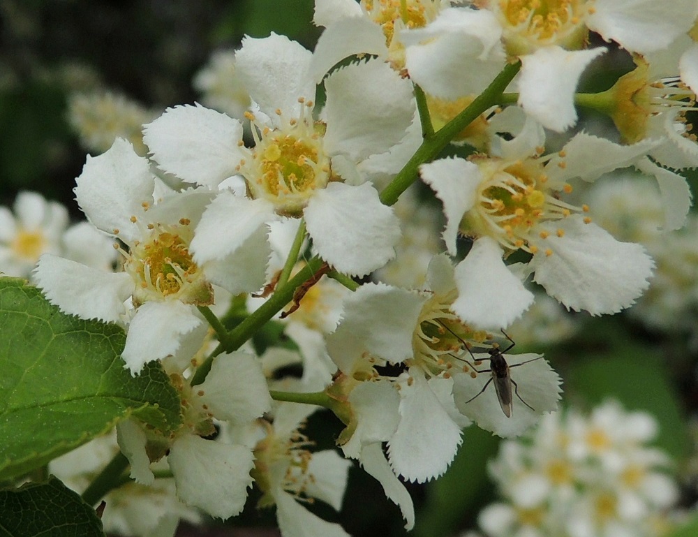 Prunus padus subsp. padus - etelänlehtotuomen terälehdet ovat kärkiosastaan lähinnä leveänsoikeat tai pitkänpyöreät ja hammaslaitaiset sekä tyviosastaan jyrkästi kapenevat. Pituutta niillä on tyviosan kanssa tavallisesti noin 6-9 mm ja leveyttä leveimmältä kohtaa noin 3-5 mm. Terälehdet ovat selväväliset eivätkä lomitu keskenään. Heteitä on yli 20. Niiden palhot ovat noin 1-2 mm pitkät. Emejä on yksi. Vartalo luotteineen on noin 2-3 mm pitkä. A, Lemland, eteläpää, Björkö, Herröskatanin luonnonsuojelualue, niemen eteläpää, rantaniityn reunus, 30.5.2013. Copyright Hannu Kämäräinen.