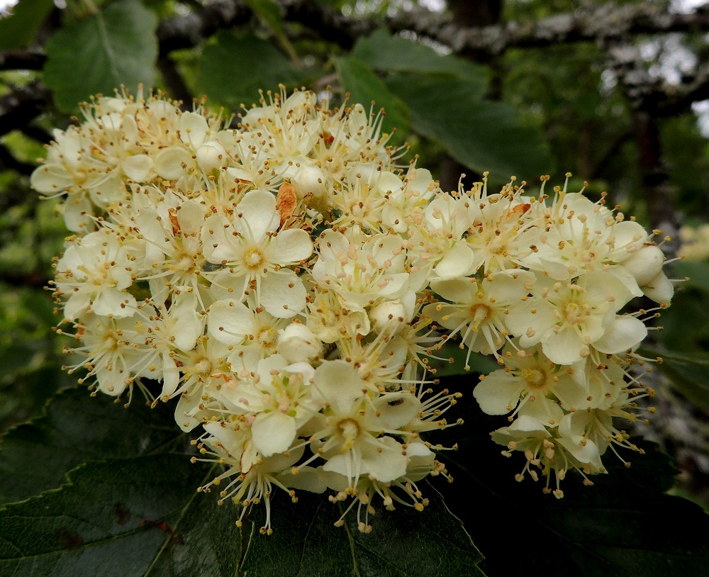 Scandosorbus intermedia - ruotsinpihlajan teriö on säteittäinen, valkoinen ja yleensä noin 13-15 mm leveä. Terälehtiä on viisi ja harvoin kuusi. Ne ovat kärkiosastaan leveät ja tasaisen pyöreäpäiset sekä kapenevat jyrkästi kiilamaisesti suippenevaksi tyviosaksi eli kynneksi. Pituutta niillä on kynnen kanssa tavallisesti noin 6-7 mm ja leveyttä leveimmältä kohtaa noin 4-5 mm. 13.6.2014. Copyright Hannu Kämäräinen.
