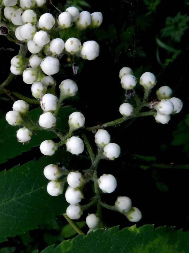 Sorbus aucuparia ssp. aucuparia - etelänkotipihlajan kukkaperä on useimmiten noin 2-5 mm pitkä. Kukkapohjus on kartiomainen ja noin 1,5 mm pitkä. Verholehtiä on viisi. Ne ovat leveän kolmiomaiset ja noin 0,7-1 mm pitkät sekä noin pituutensa levyiset. Kukintohaarat, kukkaperät, kukkapohjukset ja verholehdet ovat karvaiset. EH, Hämeenlinna, Renko, Renkajoen koillispuoli koulun urheilukentän lähellä, metsäisen ulkoilureitin laita, 12.6.2012. Copyright Hannu Kämäräinen.
