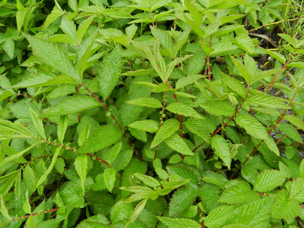 Filipendula ulmaria - (niitty)mesiangervosta nousevat keväällä ensin esiin aluslehdet, jotka ovat aluksi vaaleanvihreät. Alus- ja varsilehtien lapa on parilehdykkäinen. Lehden keskirangassa on varsinaisten lehdykkäparien välissä vaihteleva määrä pieniä, yleensä vain noin 1-10 mm pitkiä, hammasreunaisia välilehdyköitä. EH, Hämeenlinna, Ojoinen, Paroinen, Pikku-Parolantien laitaoja lähellä jätevedenpuhdistamoa, 17.5.2012. Copyright Hannu Kämäräinen.