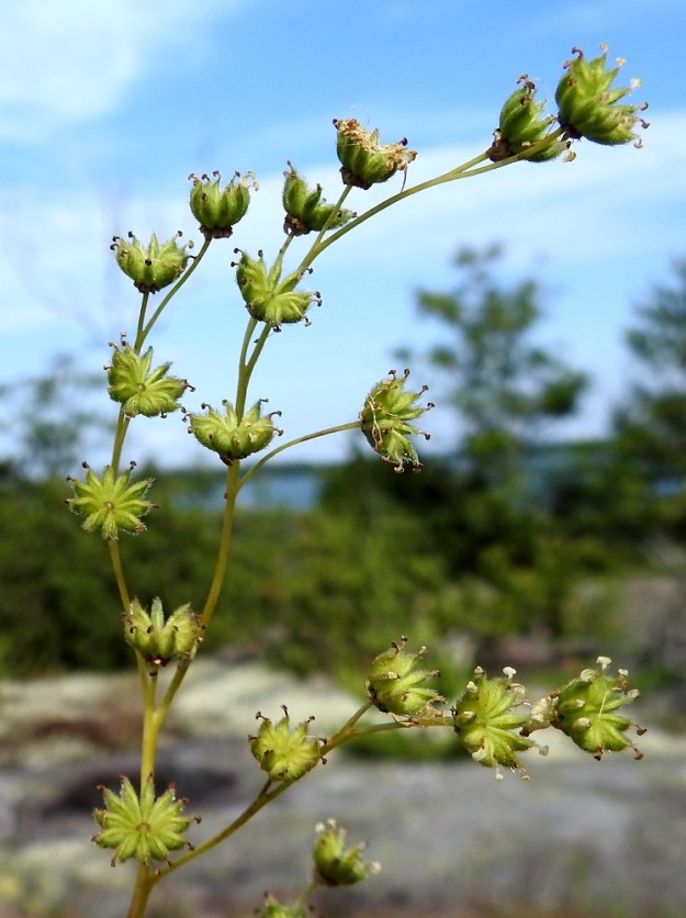 Filipendula vulgaris - sikoangervon hedelmistö on tiivis kiehkura, jossa pystyjä, ulospäin kaartuvia ja kärkeä kohti suippenevia pähkylöitä on kuudesta kahteentoista mutta useimmiten kymmenkunta. Pähkylä on litteähkö, sisäsivultaan terävä ja aluksi vihreä tai kellanvihreä sekä lopulta ruskea. Emin vartalo luotteineen pysyy jonkin aikaa pähkylän kärjessä. A, Lemland, Styrsön ja Nåtön välinen Rödgrundet, jonka maantie (Järsövägen) lävistää, tien itälaidan kallioketoalue, 12.7.2017. Copyright Hannu Kämäräinen.