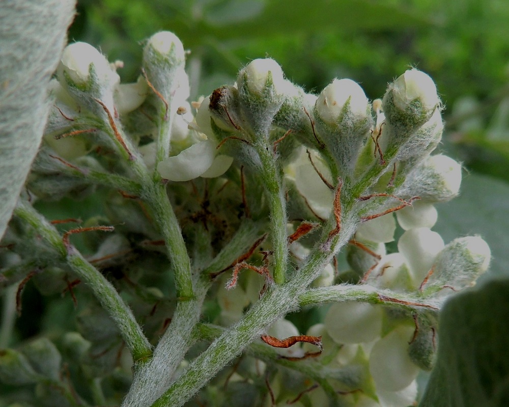 Hedlundia hybrida - suomenpihlajan kukintohaarat ja kukkaperät ovat tukilehdelliset ja vaaleakarvaiset. Tukilehdet ovat lähes rihmamaisen kapeat, noin 4-7 mm pitkät ja noin 0,5-1 mm leveät sekä jo kukkien nuppuvaiheessa kuivuneen ruskeat ja karisevat. Kukkaperä on useimmiten noin 2-7 mm pitkä. Kukkapohjus on kartiomainen ja noin 3-4 mm pitkä. Verholehtiä on viisi. Ne ovat leveän kolmiomaiset, noin 1,5-2 mm pitkät ja noin pituutensa levyiset. Kukkapohjus ja verholehdet ovat vaaleakarvaiset. A, Finström, Godby, Getavägenin (tie 4) varsi hieman kylän luoteispuolella, 30.5.2013. Copyright Hannu Kämäräinen.