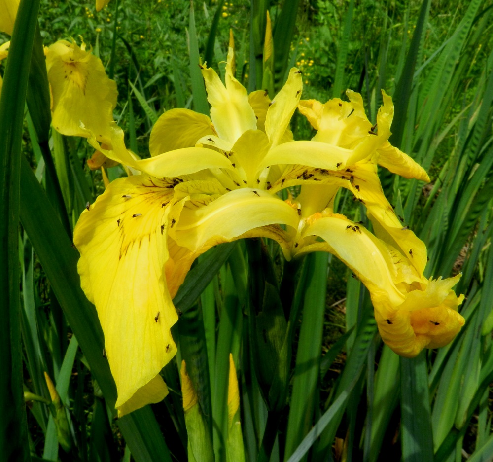 Iris pseudacorus - keltakurjenmiekan kukinta voi toisinaan saada melkoisen sekamelskan aikaan, kun pääsäännöstä poiketen samasta latvasta tai kukintoperästä aukeaa lähes yhtä aikaa useita kukkia. Vähän aikaa kuvaa katsomalla alkavat ulko- ja sisäkehälehdet sekä luottiliuskat kuitenkin hahmottua. U, Loviisa, Pernaja, Grevböle, Hormnäsfjärdenin Hormvikenin vetinen merenrantaniitty, 20.6.2012. Copyright Hannu Kämäräinen.