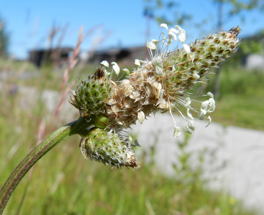 Plantago lanceolata - heinäratamon kehityslogiikkaan näyttää joskus kuuluvan, että kun poikkeamaan lähdetään, niin ei kahta ilman kolmatta. St, Pori, Reposaari, koillisrannan satamakenttäalue, joka vanhaa purjelaivojen painolastialuetta, 19.7.2012. Copyright Hannu Kämäräinen.