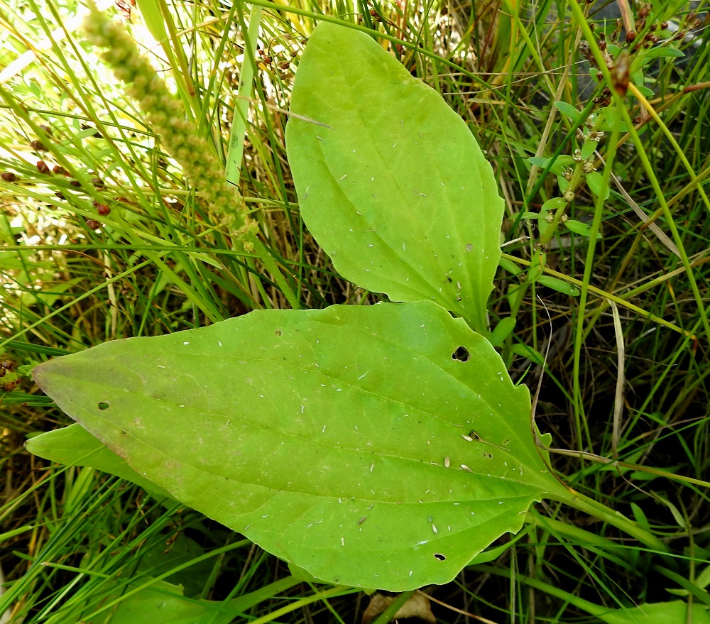 Plantago major subsp. intermedia - rantapiharatamon ruusukelehtien ruoti on kouruinen ja yleensä noin 1-10 cm pitkä. Lehtilapa on lähinnä puikea tai soikeahko, tyveltään kiilamainen ja kärjestään suippo. Se on ainakin tyvestään epäsäännöllisen isohampainen. Kyläpiharatamon lehtilavan laidat ovat lähes ehyet. 18.7.2021. Copyright Hannu Kämäräinen.