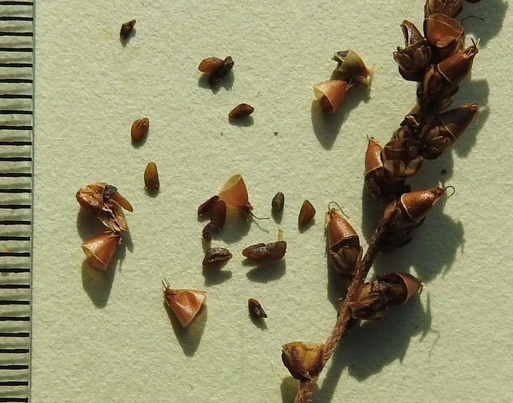 Plantago major subsp. major - kyläpiharatamon kodassa on siemeniä 6-15. Ne ovat soikeahkot tai hieman kulmikkaat, ruskeat ja 1,2-1,6 mm pitkät sekä 0,7-1 mm leveät. EH, Hämeenlinna, Loimalahti, Hirsimäki, Näsiäntieltä yli kangaskumpareen Esikontielle vievän kävelytien laide noin 10 m Näsiäntieltä, 4.9.2024. Copyright Hannu Kämäräinen.