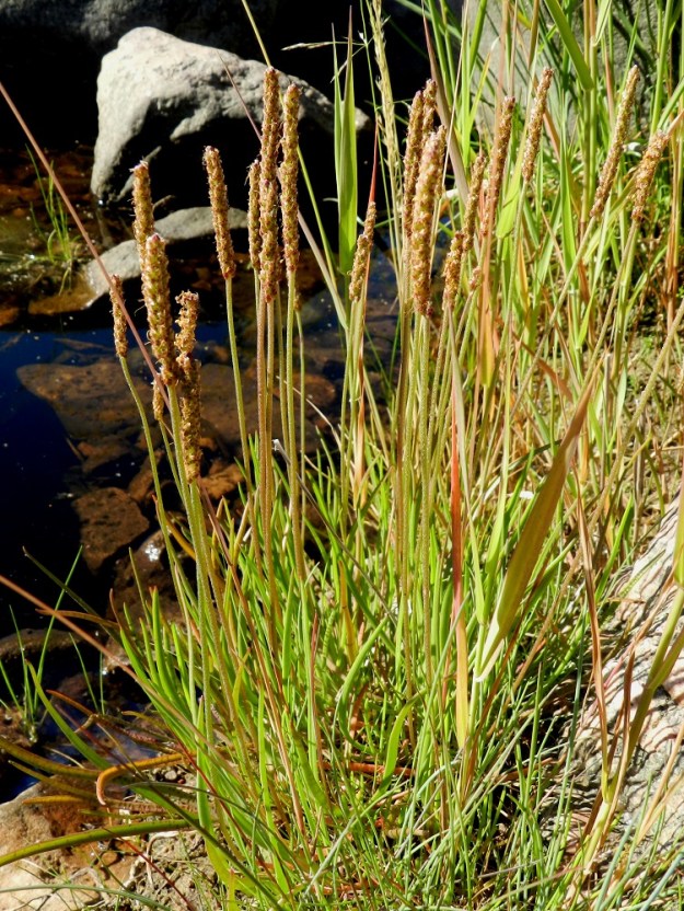 Plantago maritima - meriratamon tupas on kukinnan jälkeen lähes huomaamattoman heinämäinen ruskehtavine, kapeine tähkineen. St, Pori, Reposaari, kaakkoisosa, lounainen merenranta Linnakepuiston kohdalla, laaja, kivikkoinen ja osin veden vallassa oleva ranta-alue, 19.7.2012. Copyright Hannu Kämäräinen.