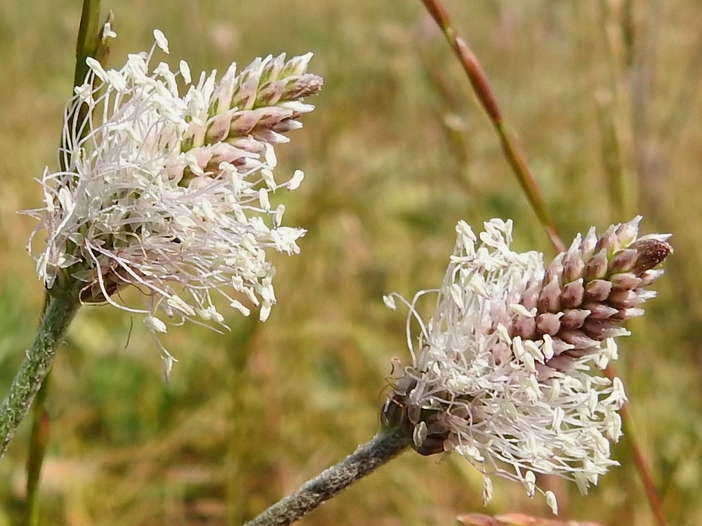 Plantago media - soikkoratamon tiheästä ja pitkäheteisestä tähkästä on vaikea havaita kukkien tukilehteä ja verhiötä. Helpoiten se onnistuu nuppuvaiheisista kukista. Supussa olevaa, nupussa vaaleanpunaista teriötä vasten näkyvät verholehdet. Niitä on neljä, ja ne ovat lähinnä puikeansoikeat, suippo- tai tylppäpäiset, kaljut ja leveän kalvolaitaiset sekä tyveltään yhdiskasvuiset ja noin 1,5-2 mm pitkät sekä noin 1 mm leveät. Lähes samannäköisiä ja vain vähän isompia kukkien tukilehtiä on vaikea erottaa verholehtien joukosta. A, Sund, Bomarsund, päälinnoituksen raunioalueen lounaislaidan vallin päällys, 23.6.2023. Copyright Hannu Kämäräinen.