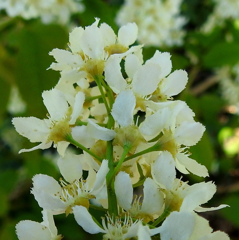 Prunus padus subsp. padus - etelänlehtotuomen kukkaperä on noin 8-15 mm pitkä ja kalju. Verholehtiä on viisi. Ne ovat kolmiomaiset, kellanvihreät, laidoiltaan nystyhampaiset ja kaljut sekä yleensä noin 1-2 mm pitkät ja noin 1,5 mm leveät. Kukkapohjus on kehänalainen, maljamainen, noin 3 mm pitkä ja leveä sekä verhiön tavoin kellanvihreä. EH, Hämeenlinna, Loimalahti, Kuokkamaa, Sammontien päästä lähtevän kevyenliikenteenväylän laide sähkölinjan kohdalla, 19.5.2023. Copyright Hannu Kämäräinen.