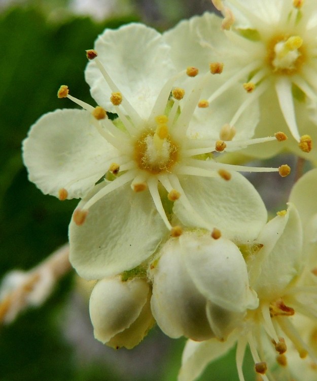 Scandosorbus intermedia - ruotsinpihlajan kukassa on 15-25 hedettä. Kuvan kukassa niitä on 18. Heteiden palhot ovat valkoiset ja noin 3-6 mm pitkät, ja keltaiset ponnet ovat noin 0,8-1 mm pitkät. Emiö on tiheästi vaaleakarvainen. Vartaloita on useimmiten kaksi. Luotti on pyöreän nuppimainen ja noin 0,7-1 mm läpimitaltaan. Vartalo luotteineen on noin 2-3 mm pitkä. 13.6.2014. Copyright Hannu Kämäräinen.