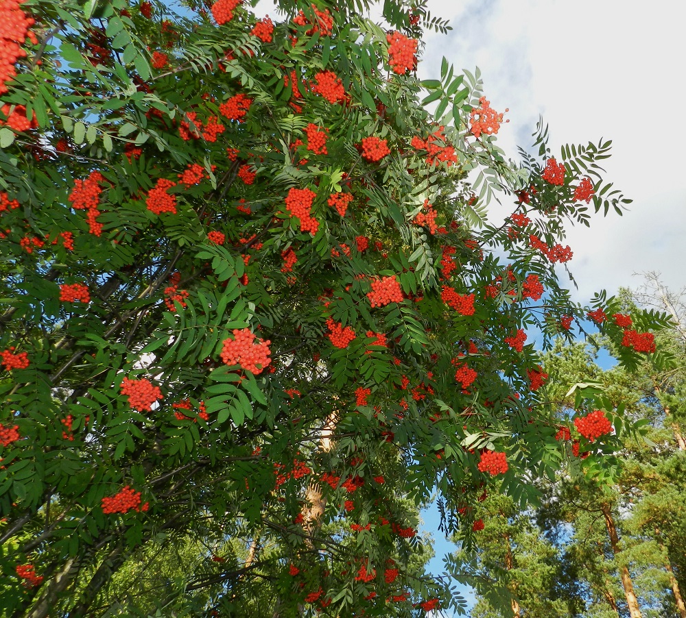 Sorbus aucuparia ssp. aucuparia - etelänkotipihlaja on kukkimisvaiheen lisäksi näyttävä myös hyvinä marjavuosina, jolloin oksista riippuvat runsaat marjalastit. Marjat ovat monien lintujen, erityisesti tilhien suosiossa. Tilhien poismuuttoaikataulu Suomesta määrittyy syksyisin pihlajanmarjasadon mukaan. EH, Hämeenlinna, Loimalahti, Hirsimäki, Näsiäntieltä yli kangaskumpareen Esikontielle vievän kävelytien laide, 4.9.2012. Copyright Hannu Kämäräinen.