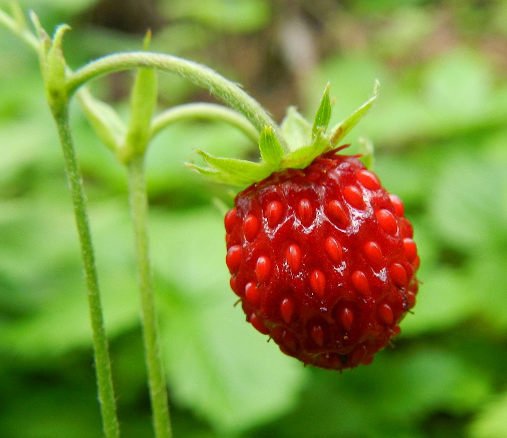 Fragaria vesca - ahomansikan pitkulaiset, noin 1-1,5 mm pitkät, punaiset pähkylät jakautuvat tiheän tasaisesti pohjushedelmän pinnalla oleviin, mataliin syvennyksiin, josta ne hieman ulkonevat pintaa korkeammalle. "Marja" irtoaa kannastaan helposti. Kukka- ja hedelmäperä on myötäkarvainen.  EH, Hämeenlinna, Loimalahden ja Majalahden kaupunginosien rajaseutu, Hirsimäki, Näsiäntien ja maakaasulinjan välinen sekametsä, 13.7.2011. Copyright Hannu Kämäräinen.