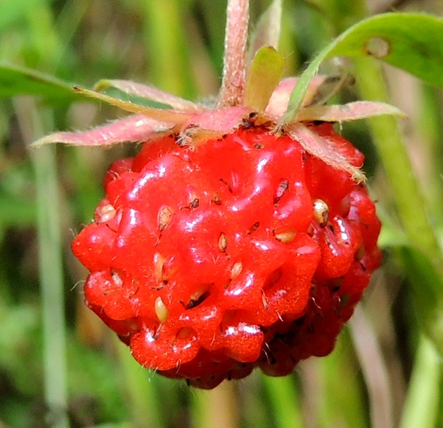Fragaria virginiana - virginianmansikan pitkulaiset, noin 1-1,5 mm pitkät, kellertävät pähkylät ovat pohjushedelmän pinnalla olevissa, kuoppamaisissa syvennyksissä. Pinnan syvät pähkyläkuopat tekevät "marjan" ulkonäöstä muhkuraisen. 25.7.2015. Copyright Hannu Kämäräinen.
